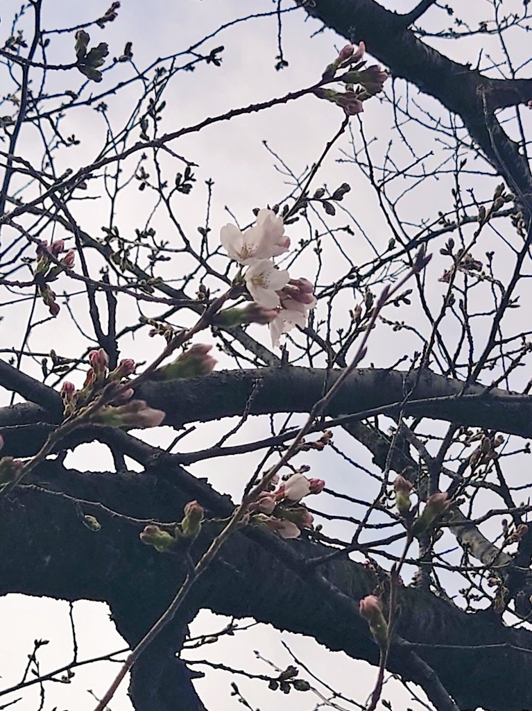 「近所の桜が咲いてた 」|なっつん🥜Skeb募集のイラスト