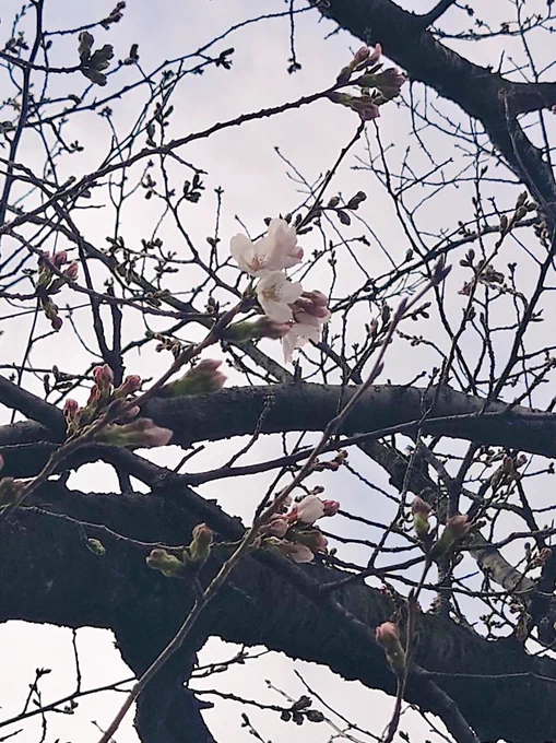 近所の桜が咲いてた 