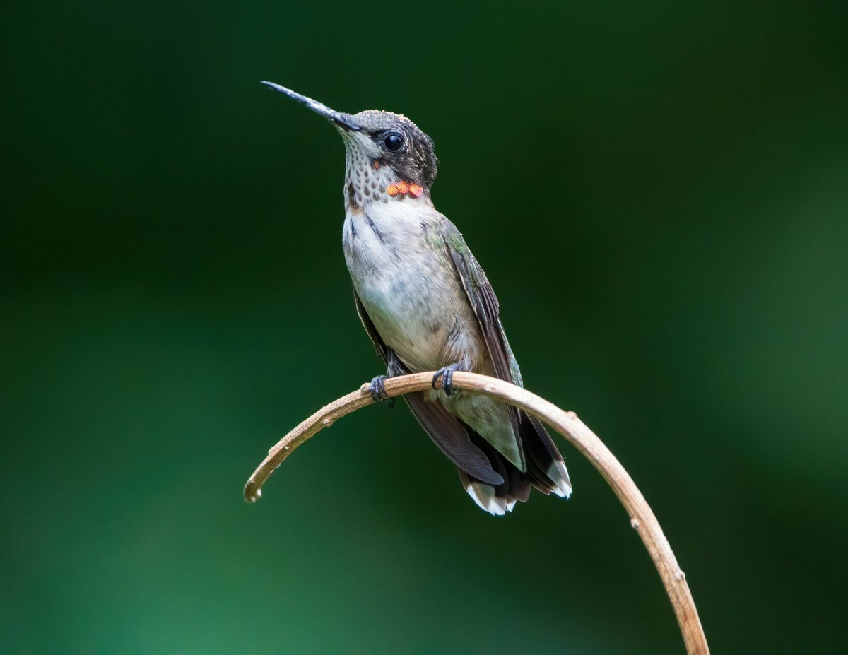 #TheArtDistrict #BuyIntoArt #hummingbirds #birds #naturephotography
photog.social/@ChadMeyer/110… (2/2)