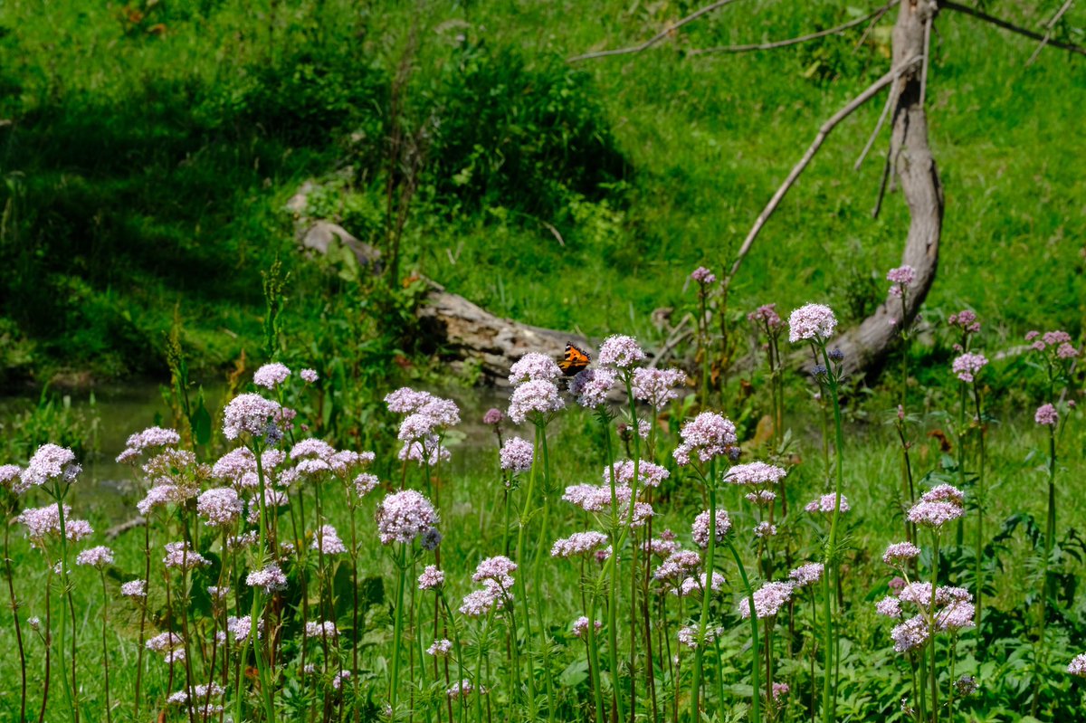 Een unieke samenwerking in het beheer van natuurgebied #Kuipersveer brengt bijzondere natuurresultaten! 🪰 Onze kuddebeheerder <a href="/Apis1Apis/">Esther Linnartz</a> blikt op onze site terug op een jaar van fraaie waarnemingen. 🐂🐛🐝

freenature.nl/nieuws/2023/bi…