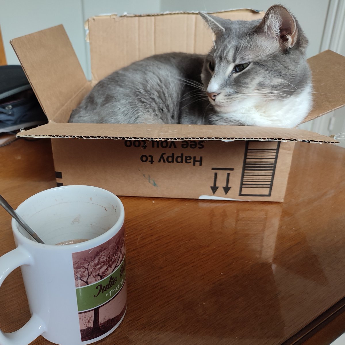 JulieTheBatgirl's tweet photo. Xippie was so cute in her box this morning that I found myself running late and also forgot my lunch 😢 A very auspicious start to the day 😂 But worth it 😍

#CatsofTwitter #cat #AcademicsWithCats #PhDCat #PhDChat https://t.co/nHhzQodp42