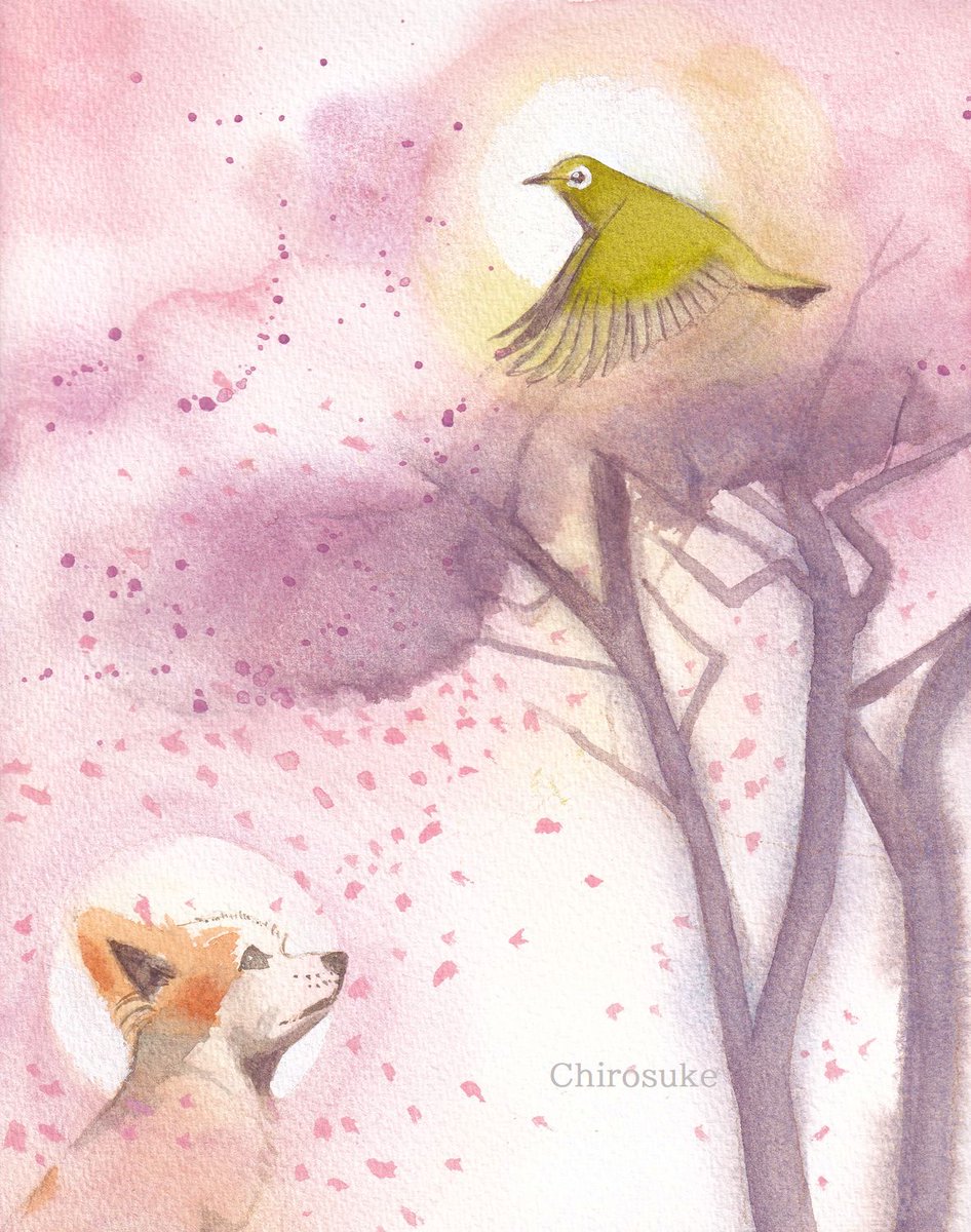 animal focus no humans animal bird fox petals cherry blossoms  illustration images