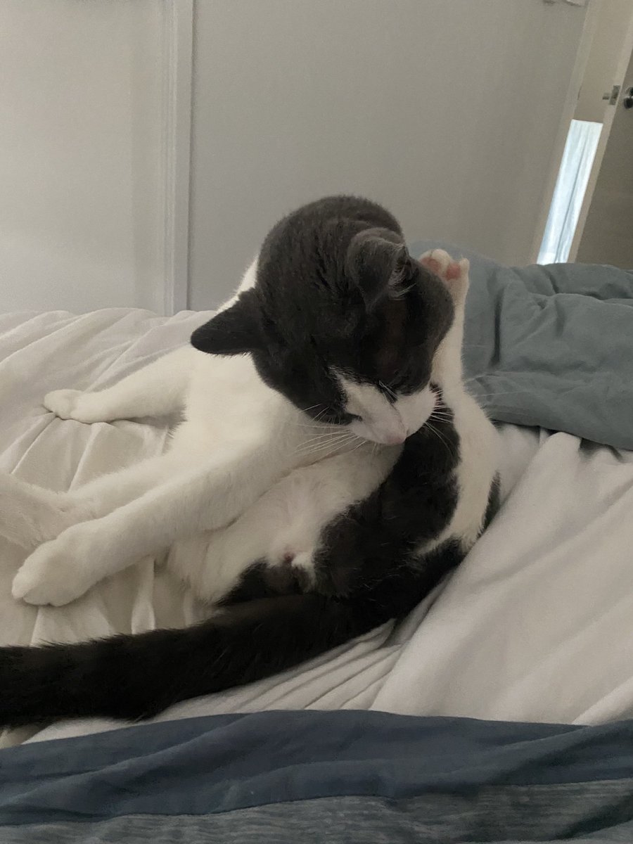 chewieCat1's tweet photo. @bunsenbernerbmd likckinf mineselv an showeing mine bunt to@everywon https://t.co/pQKHfHNACH