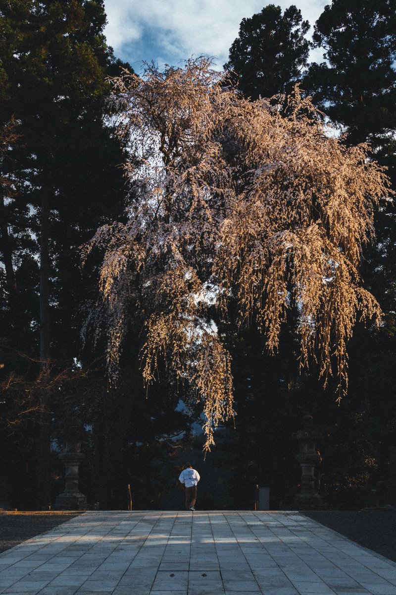 身延山のしだれ桜
昼と夕で色が変わる様子が面白い