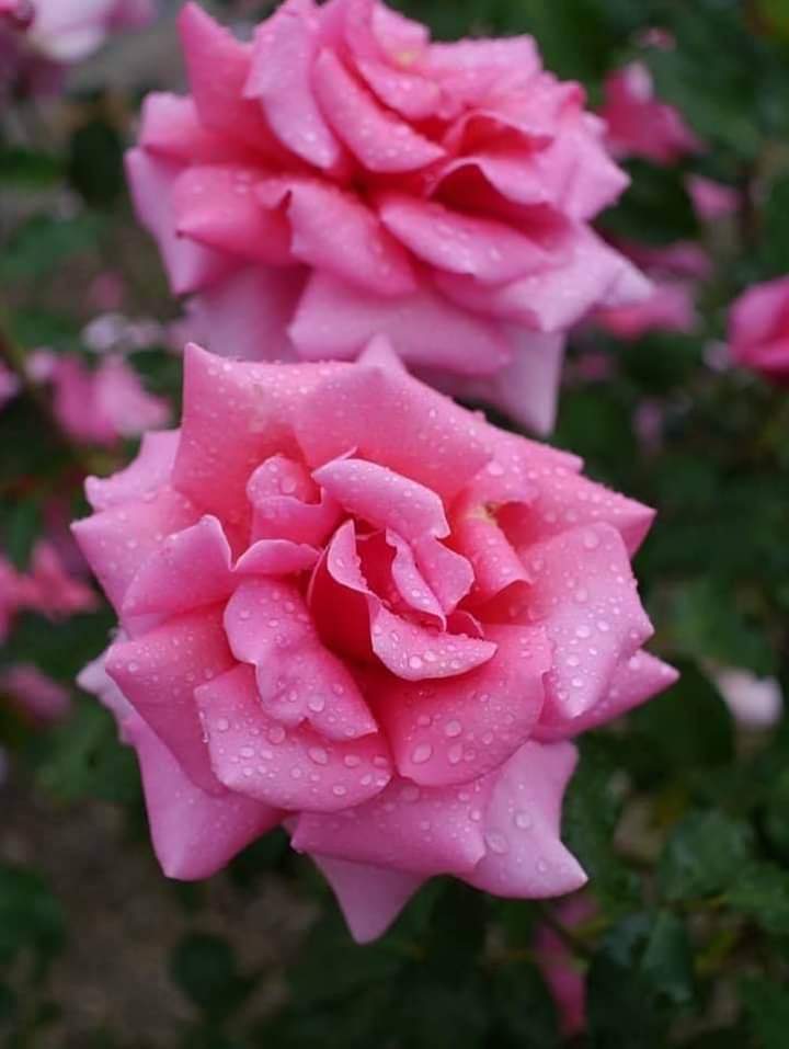 Khaleeque Ahmed Khan. tweet media