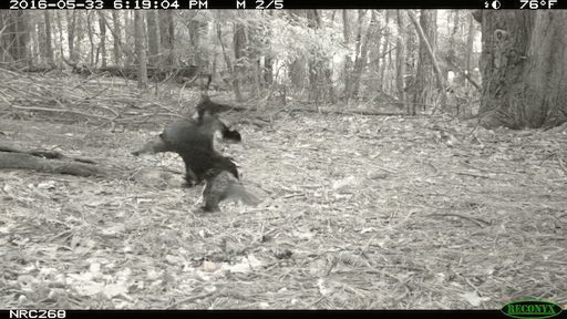 bencevans's tweet photo. #CameraTrapTuesday … https://t.co/qG2kjPhVhh
