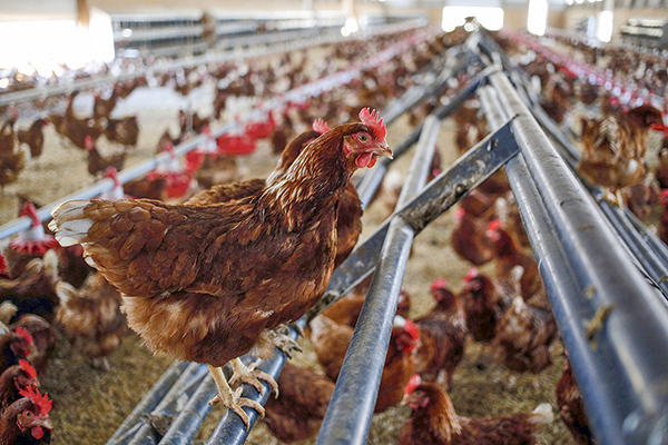 🗞️ #EnPortada | 🐤 Detectan gripe aviar en centro de Agrosuper y el SAG suspende las exportaciones df.cl/empresas/indus…