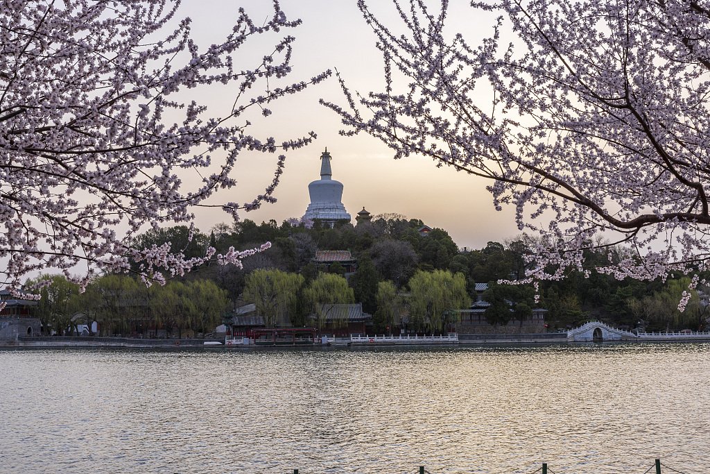 ChinaEmSlovenia's tweet image. Beijing residents are embracing spring by appreciating the flowers that have bloomed across the city. Here are some pictures from the weekend. #SpringInChina