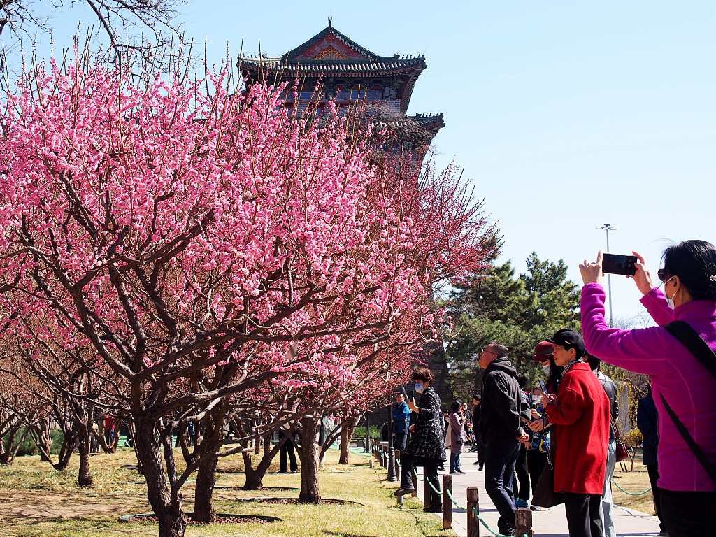 ChinaEmSlovenia's tweet image. Beijing residents are embracing spring by appreciating the flowers that have bloomed across the city. Here are some pictures from the weekend. #SpringInChina
