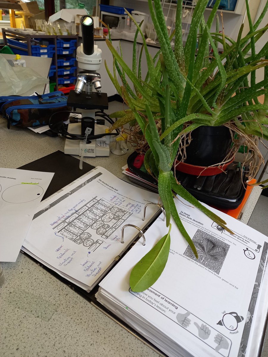 OPSScience's tweet image. #BSW2023 has started with Year 8 looking at the &apos;connection&apos; between stomatal density and where a plant lives. We&apos;re investigating desert and forest leaves. So far, 68 stomata on a forest leaf and 3 on a desert leaf! @OPS_OratoryPrep