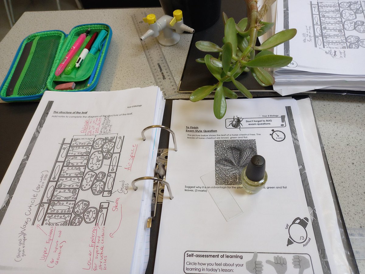 OPSScience's tweet image. #BSW2023 has started with Year 8 looking at the &apos;connection&apos; between stomatal density and where a plant lives. We&apos;re investigating desert and forest leaves. So far, 68 stomata on a forest leaf and 3 on a desert leaf! @OPS_OratoryPrep