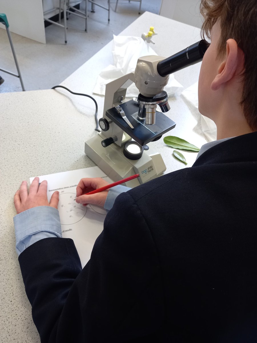 OPSScience's tweet image. #BSW2023 has started with Year 8 looking at the &apos;connection&apos; between stomatal density and where a plant lives. We&apos;re investigating desert and forest leaves. So far, 68 stomata on a forest leaf and 3 on a desert leaf! @OPS_OratoryPrep