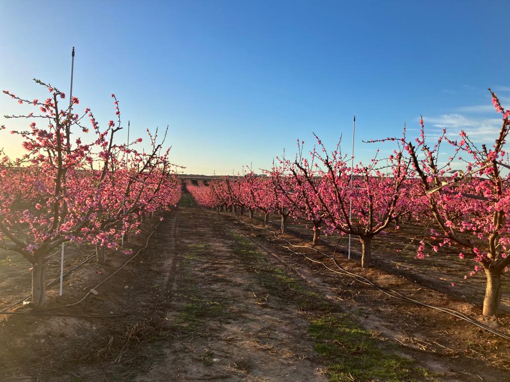 UAGA_COAG's tweet photo. ✨🌸✨🌸 Explosión de color en en el campo. Las altas temperaturas de los últimos días aceleran la floración.

 📷 Frutales de hueso y almendros en la Comarca Bajo Cinca.

#primaveraiscoming https://t.co/jCnZfPEj1l