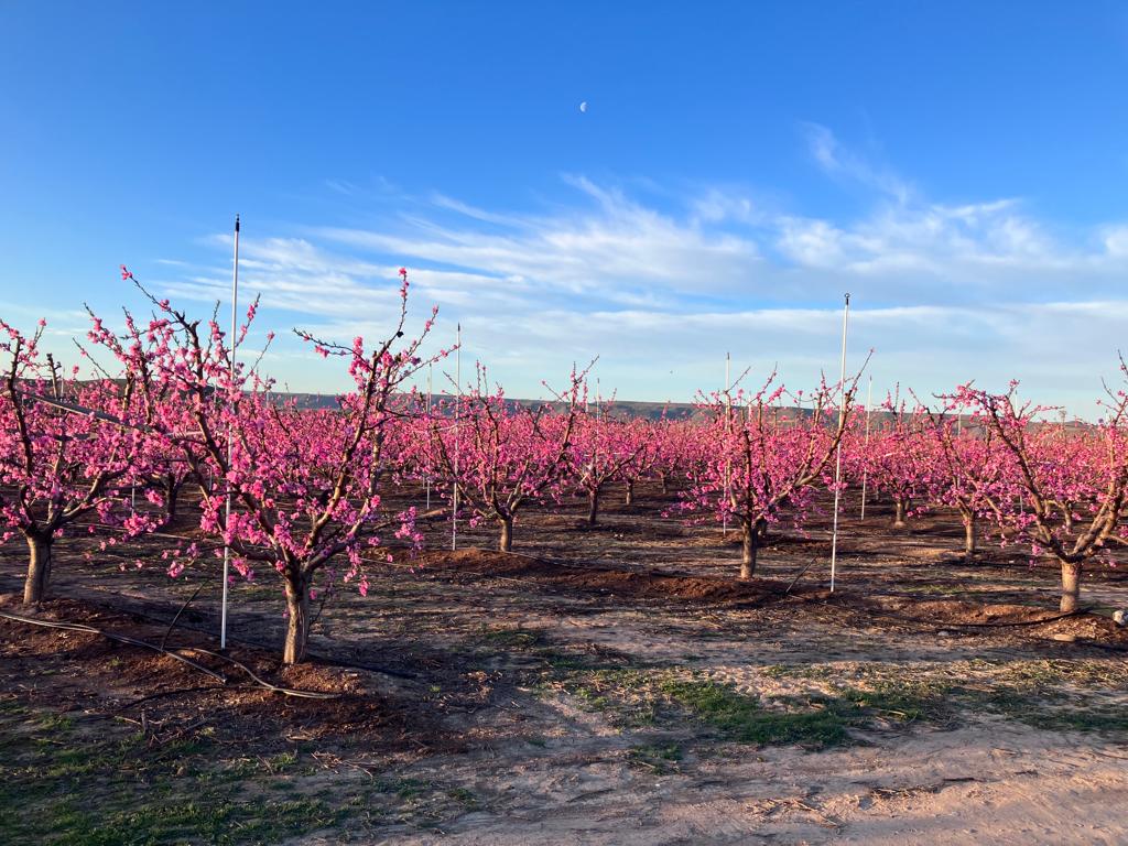 UAGA_COAG's tweet photo. ✨🌸✨🌸 Explosión de color en en el campo. Las altas temperaturas de los últimos días aceleran la floración.

 📷 Frutales de hueso y almendros en la Comarca Bajo Cinca.

#primaveraiscoming https://t.co/jCnZfPEj1l
