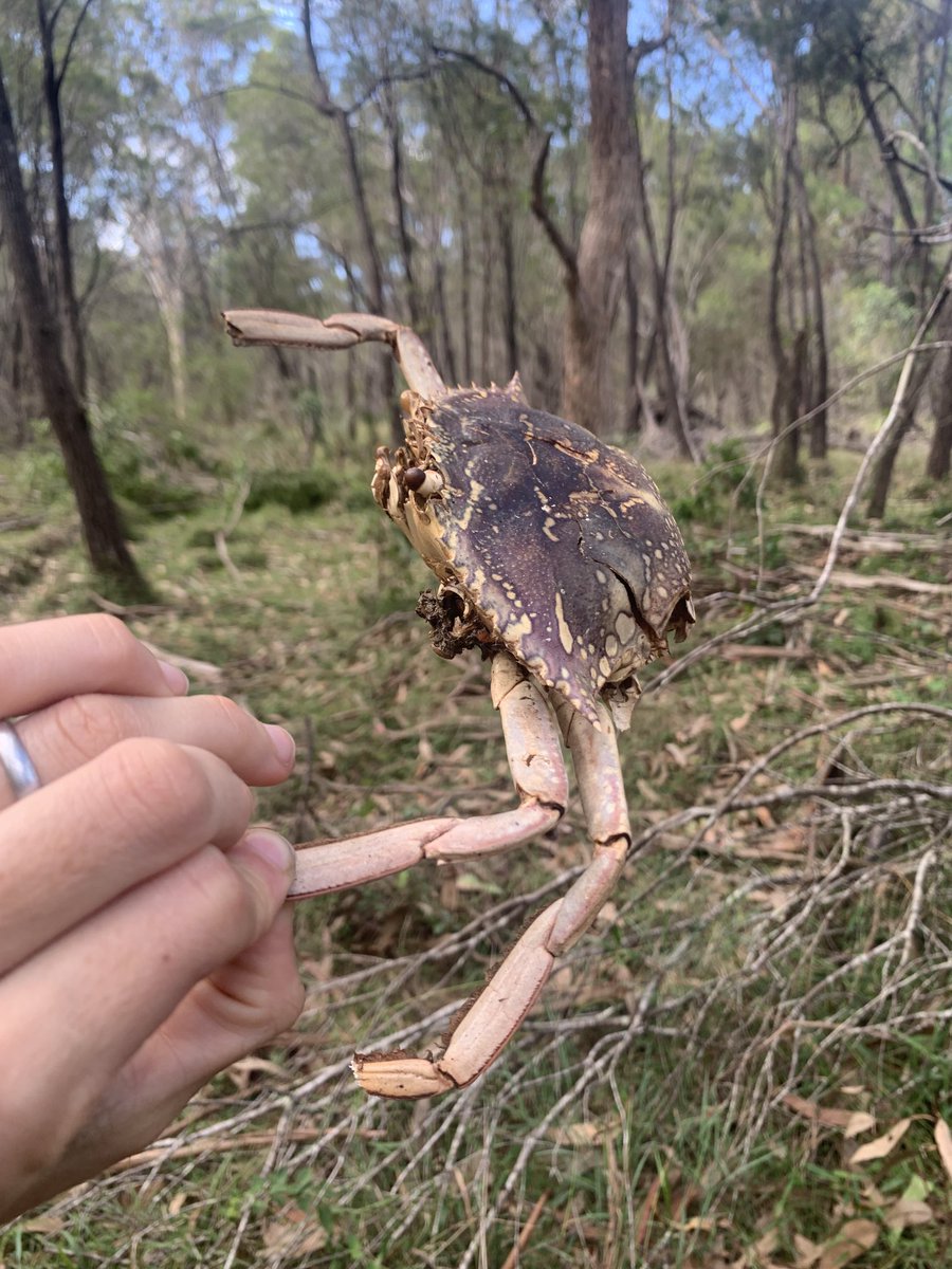 Christina N. Zdenek, PhD tweet media