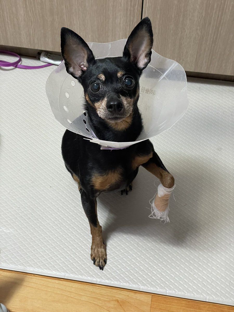 KDmiley_pic's tweet photo. 신나서 뛰어다니다 미끌어져서 며느리발톱 뿌개먹은 개 https://t.co/DuhByFdR8L
