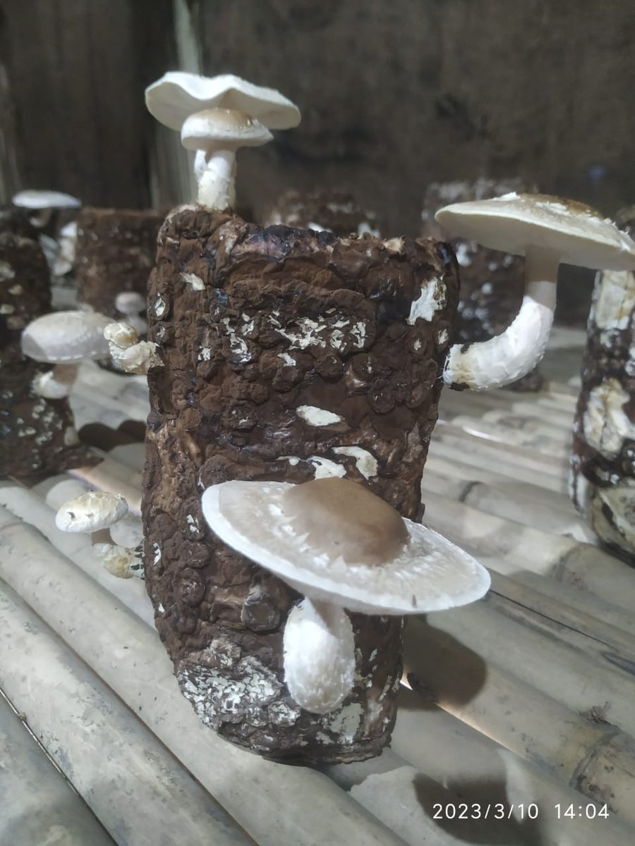 BotanyDBC's tweet photo. Mushroom Training Centre at Deshbandhu College for undergraduate students https://t.co/oI6svTH68c