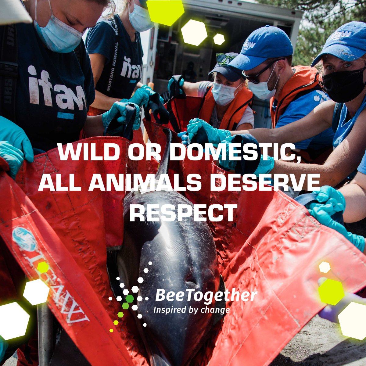 Camel_NFTs's tweet image. NearNft: RT @beetogether_org: Every day, more animals are being hurt or killed because of humans' selfishness. Please be more considerate! 
#animalrights #helptheanimals #saveanimals  #animalsarefriends #BeeTogether #socialgood #supportungoals #lifeonlan…