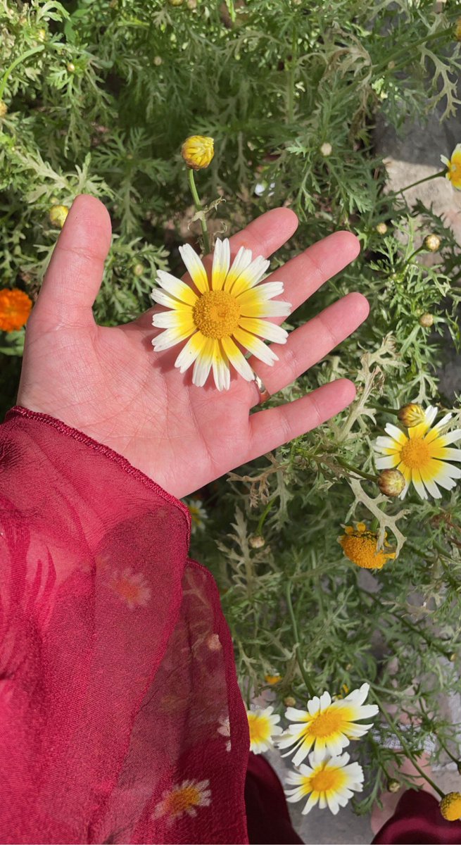 90s_babiee's tweet photo. Pretty flower and then there’s my hand 🥲🥲🤌🏼 https://t.co/bCgczIWzmQ