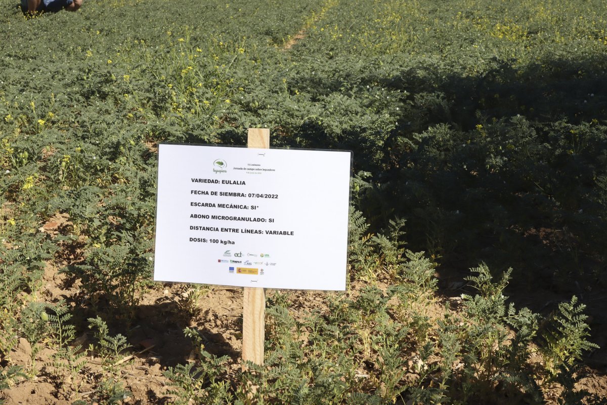 UPA_Federal's tweet photo. El proyecto @LegSapiens llega a su fin con importantes conclusiones sobre las leguminosas:
👍 Son una alternativa viable y esperanzadora
🌱 Son un aliado en la salud del suelo
🫰 Pueden ser rentables
🧑‍🌾Las Administraciones deben apoyar su cultivo
+info 👇
https://t.co/G2NBePqaLC https://t.co/8KZBcNsmSc