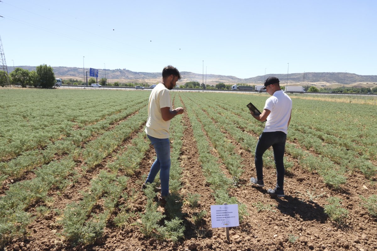 UPA_Federal's tweet photo. El proyecto @LegSapiens llega a su fin con importantes conclusiones sobre las leguminosas:
👍 Son una alternativa viable y esperanzadora
🌱 Son un aliado en la salud del suelo
🫰 Pueden ser rentables
🧑‍🌾Las Administraciones deben apoyar su cultivo
+info 👇
https://t.co/G2NBePqaLC https://t.co/8KZBcNsmSc