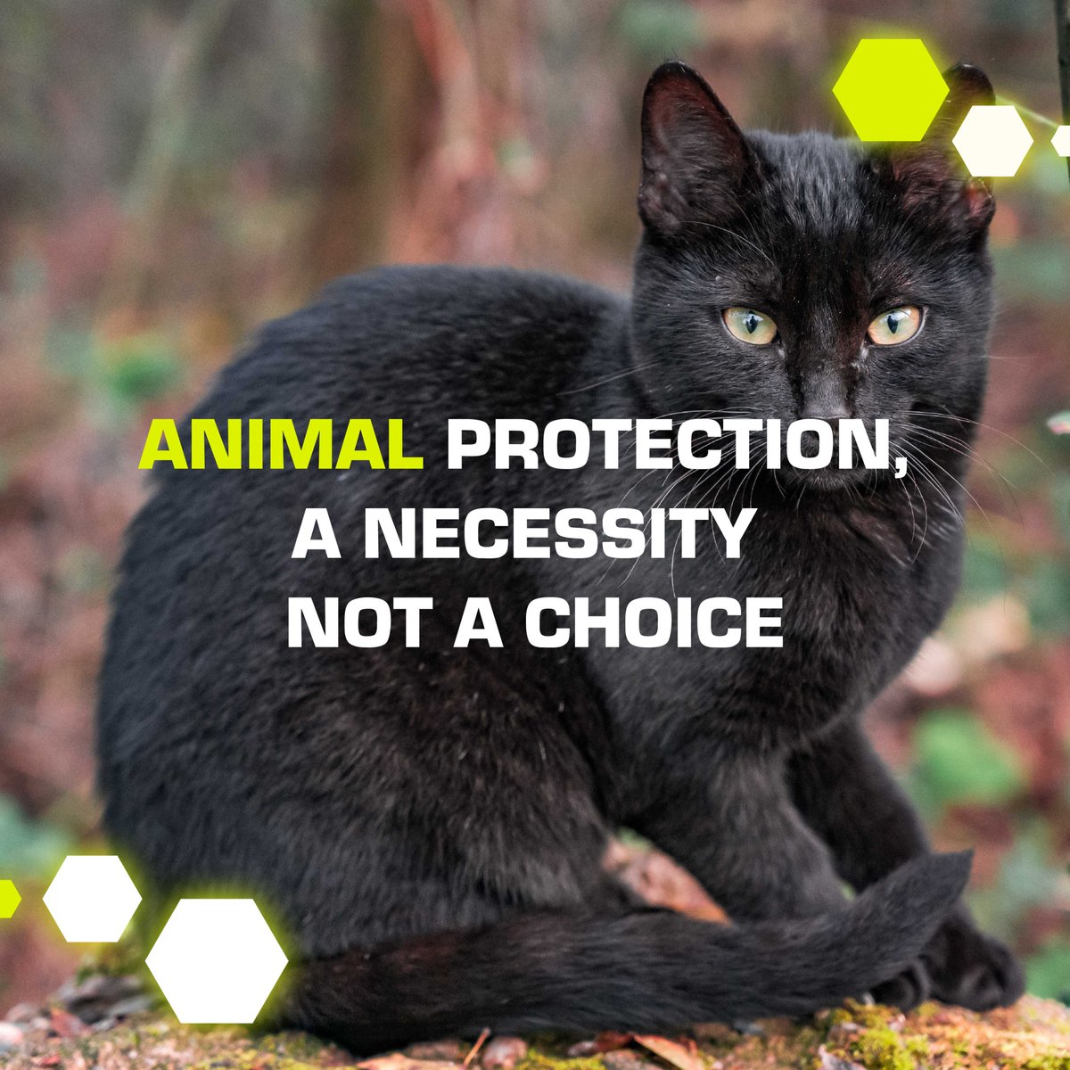 beetogether_org's tweet image. We have a responsibility to protect animals, they are vulnerable &amp;amp; rely on us 
#animalrights #helptheanimals #saveanimals #animalsmatter #animalsarefriends #BeeTogether  #socialgood #supportungoals #lifeonland #lifebelowwater #giveback #NEAR #NEARnft #nearcommunity #NFTCommunity