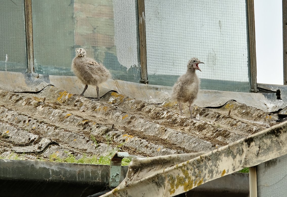 Melksham News tweet media