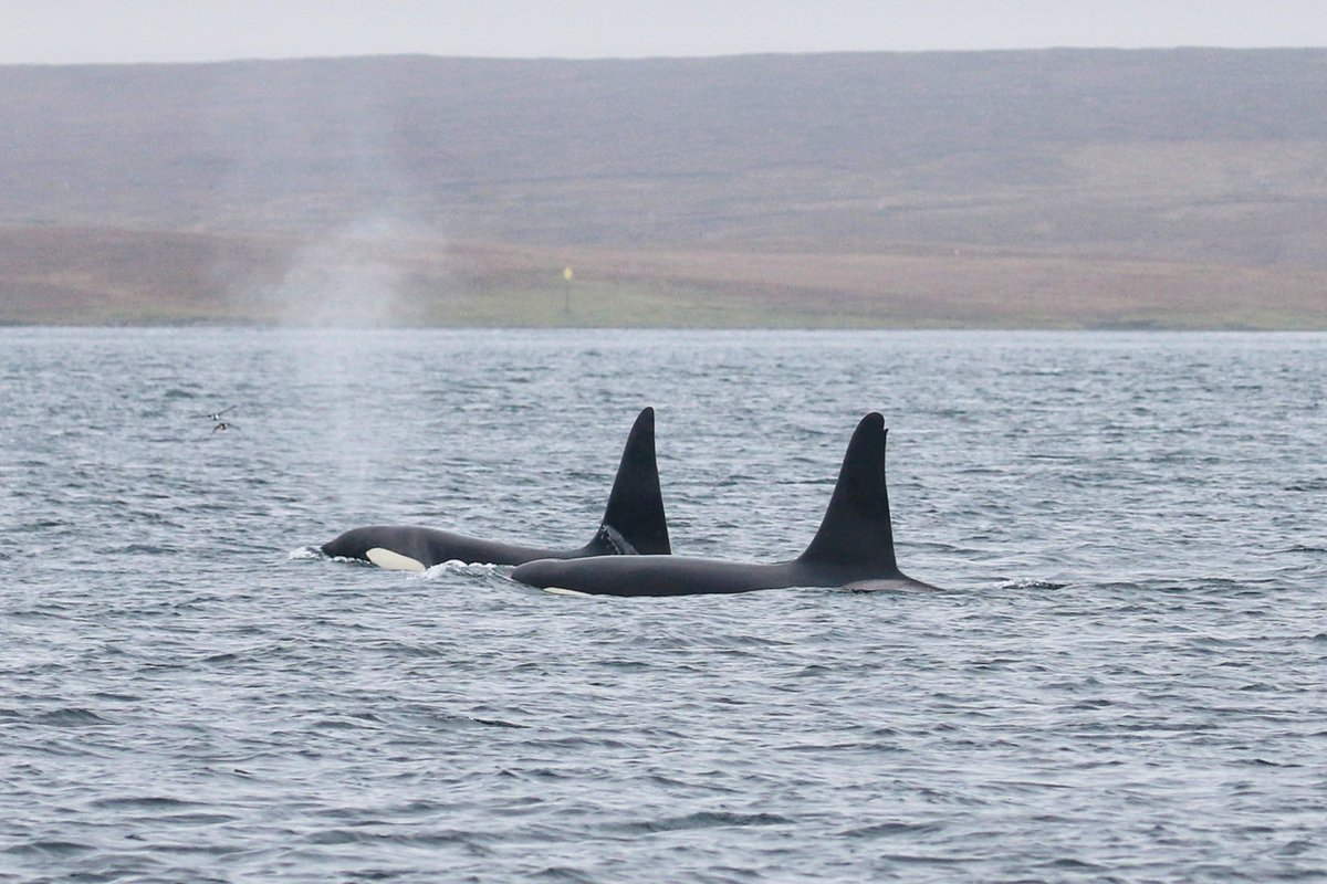 jcqsutherland's tweet photo. Hot on the heels of #WildIsles, I'm very much looking forward to sharing my PhD research on killer whale predation of seals around coastal Scotland in tonight's @whalesorg #shorewatch webinar! Keep an eye out for some familiar fins... https://t.co/LYjC2tox3X
