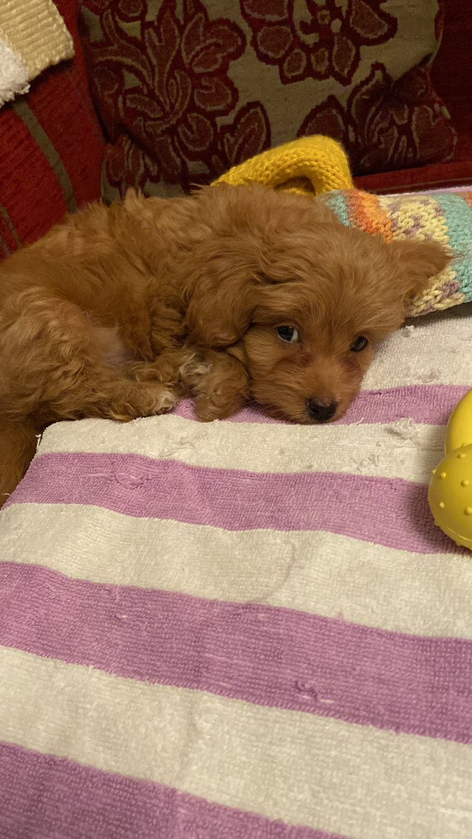 MittensSox's tweet photo. We are unhappy at the new addition to this family. What have my hoomans done???? #catsofinstagram #whatisthis #newpuppy https://t.co/gtuo71wo5j