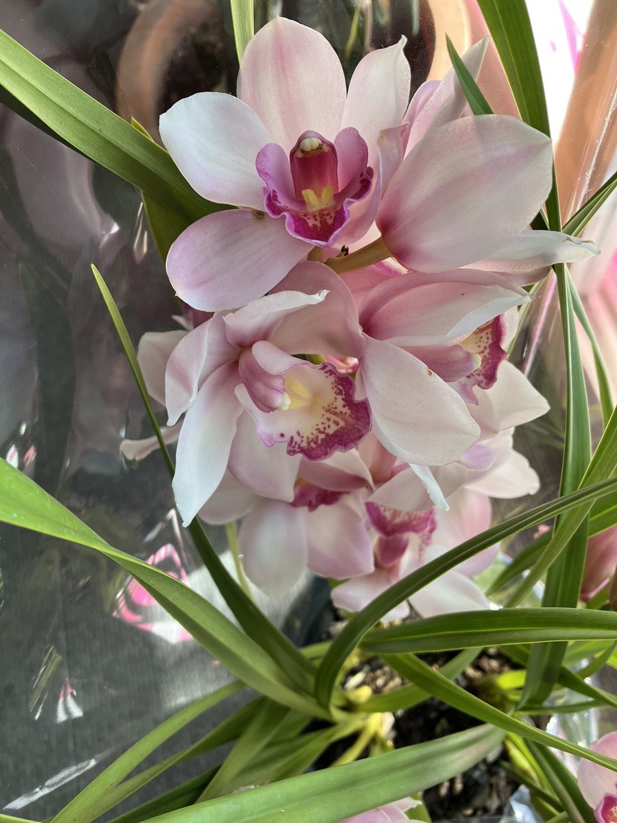 AideaNews's tweet photo. こんにちは。
お客様からとてもキレイで華やかなお花をいただきました。シンビジウムという洋ラン。
嬉しい!ありがとうございます!
#昼のあいさつ #LoCoNe https://t.co/JRyXJ59VEJ