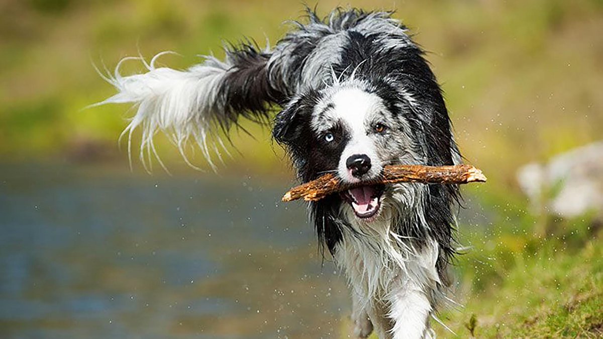 sage_s65739624's tweet photo. You can advance to the entertaining #Dog_Tricks once you've mastered the fundamentals of #Dog_Training. This is psychologically exciting for the animal, a great way to strengthen your relationship, and it reinforces the fundamental commands. #Dogs #Tricks
https://t.co/H6L5CILp9p https://t.co/J14cisqtjw