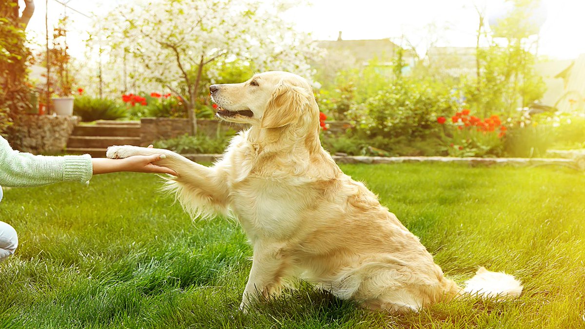 sage_s65739624's tweet photo. You can advance to the entertaining #Dog_Tricks once you've mastered the fundamentals of #Dog_Training. This is psychologically exciting for the animal, a great way to strengthen your relationship, and it reinforces the fundamental commands. #Dogs #Tricks
https://t.co/H6L5CILp9p https://t.co/J14cisqtjw