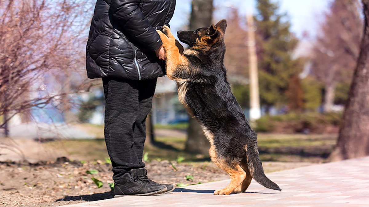 sage_s65739624's tweet photo. You can advance to the entertaining #Dog_Tricks once you've mastered the fundamentals of #Dog_Training. This is psychologically exciting for the animal, a great way to strengthen your relationship, and it reinforces the fundamental commands. #Dogs #Tricks
https://t.co/H6L5CILp9p https://t.co/J14cisqtjw