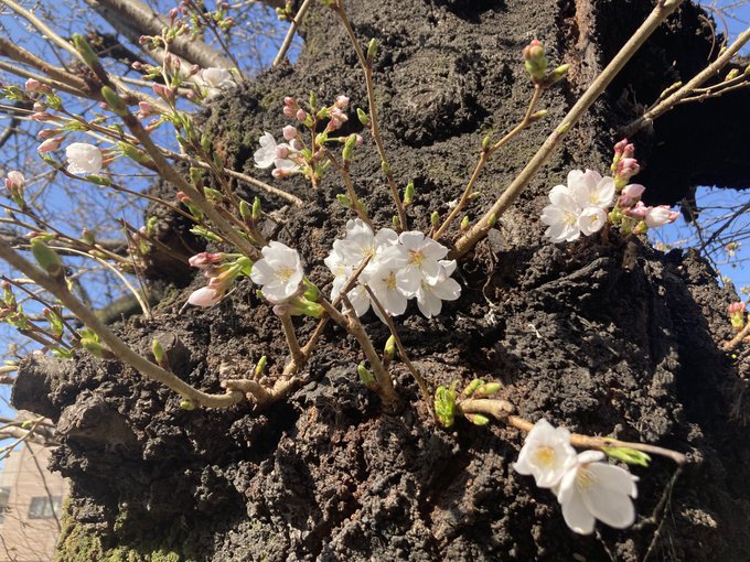 桜がなんだか嬉しそうだと感じる 