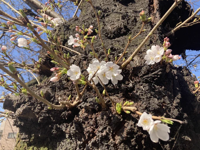 桜がなんだか嬉しそうだと感じる 