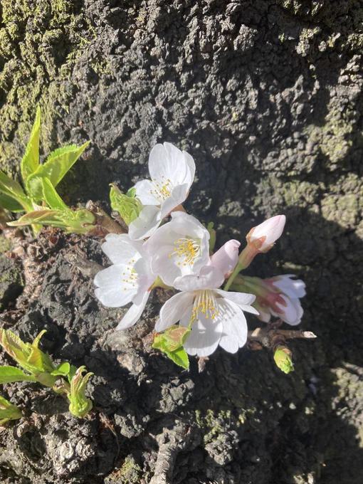 桜がなんだか嬉しそうだと感じる 