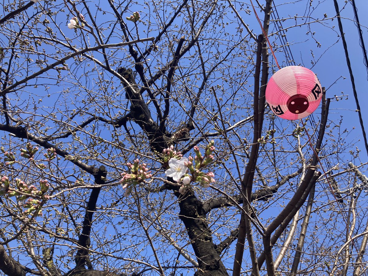 「桜がなんだか嬉しそうだと感じる 」|anzutann春🐸のイラスト