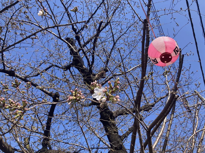 桜がなんだか嬉しそうだと感じる 