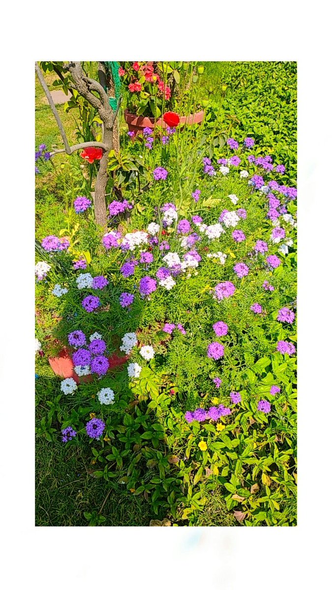 Poojasingh00717's tweet photo. Flowers🌸🌺🌻🌹🌷🌼💐
#flower#tweeter#post https://t.co/ieqEUH6EYV