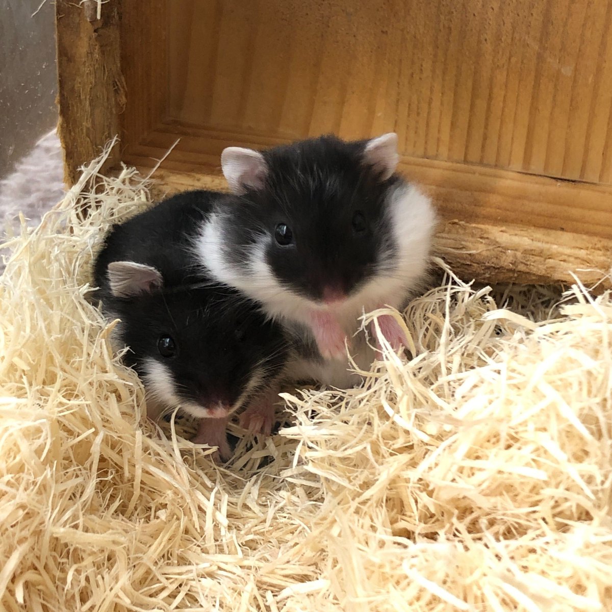 🐹館林店小動物情報🐹 本日デビューは黒系統のハムスターたちです