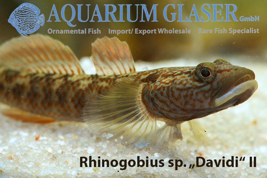 aquariumglaser's tweet photo. #Rhinogobius sp. "#Davidi" 
find more details and pics @ https://t.co/kgExUnuDLM https://t.co/frQfoc4Tla