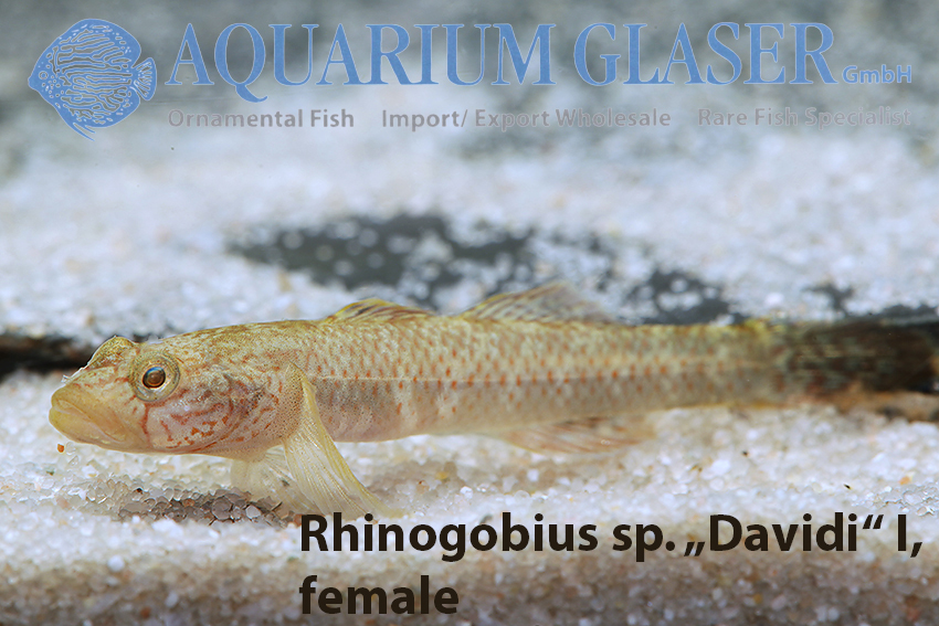 aquariumglaser's tweet photo. #Rhinogobius sp. "#Davidi" 
find more details and pics @ https://t.co/kgExUnuDLM https://t.co/frQfoc4Tla