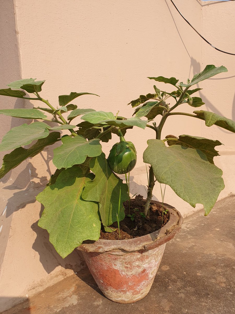 Post Retirement bliss sometimes looks like this. Planted, grown and ready to eat. My #terracegarden that hosts these beautiful vegetables which includes fresh bitter gourd, tomatoes, capsicum and brinjal.