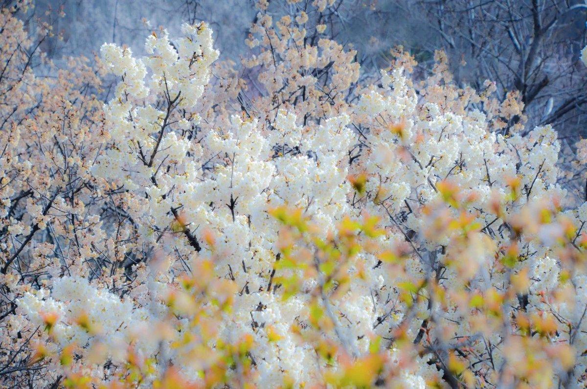 AmazingTaian's tweet photo. #Cherry flowers🌸🌸are competing to #bloom in the cherry orchard in #MountTai Scenic Area in #Taian, #Shandong province, creating romantic #spring scenery with snow-white and rosy pink #blossoms. #BeautifulTaian #TourTaian https://t.co/NUc9T4RtEn