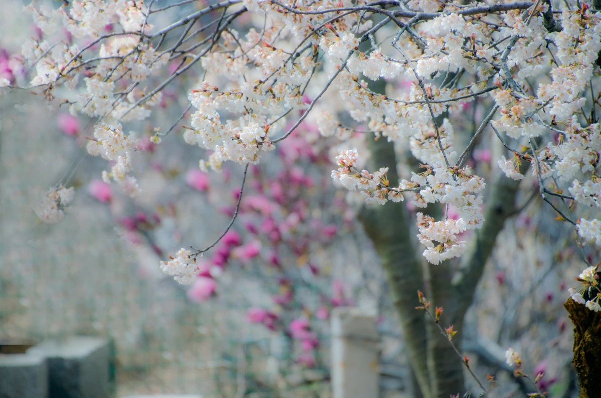 AmazingTaian's tweet photo. #Cherry flowers🌸🌸are competing to #bloom in the cherry orchard in #MountTai Scenic Area in #Taian, #Shandong province, creating romantic #spring scenery with snow-white and rosy pink #blossoms. #BeautifulTaian #TourTaian https://t.co/NUc9T4RtEn