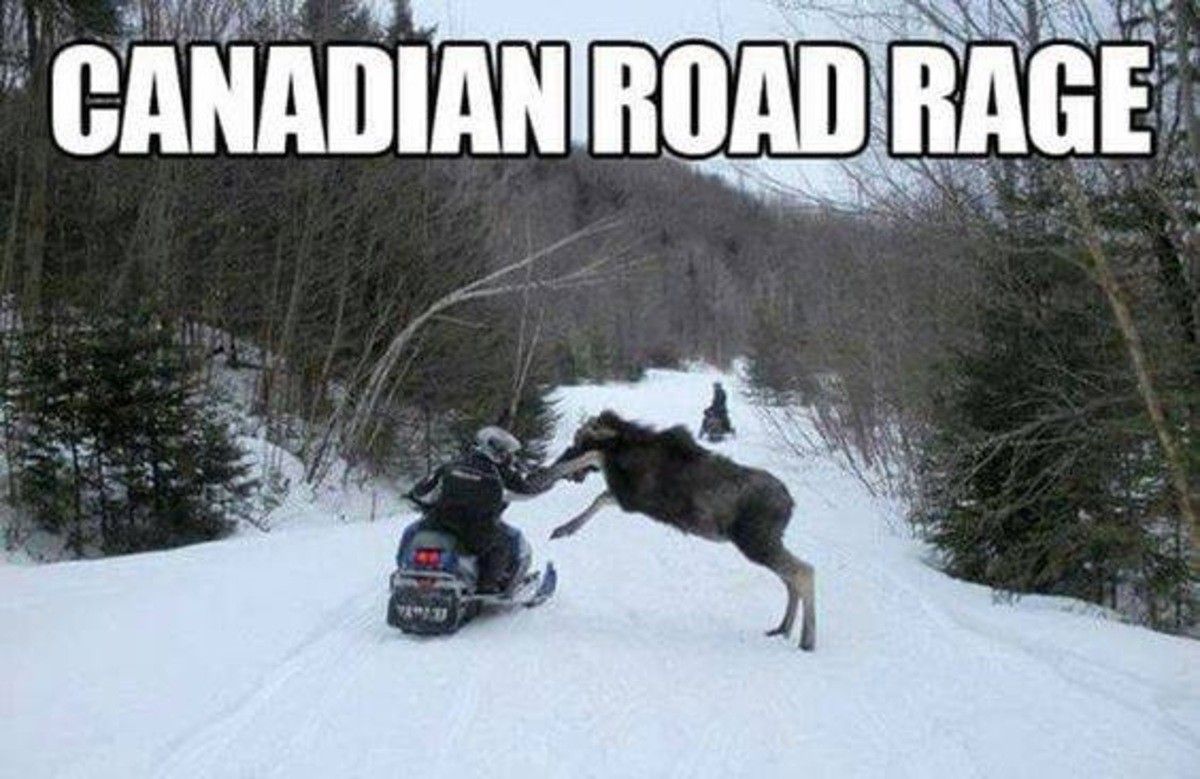 Skywise001's tweet photo. Just a bit of #Canadian #humor :D
#Canada #flyingbear @CSurvivor9 @muchado33 https://t.co/m3tT6AJUj1