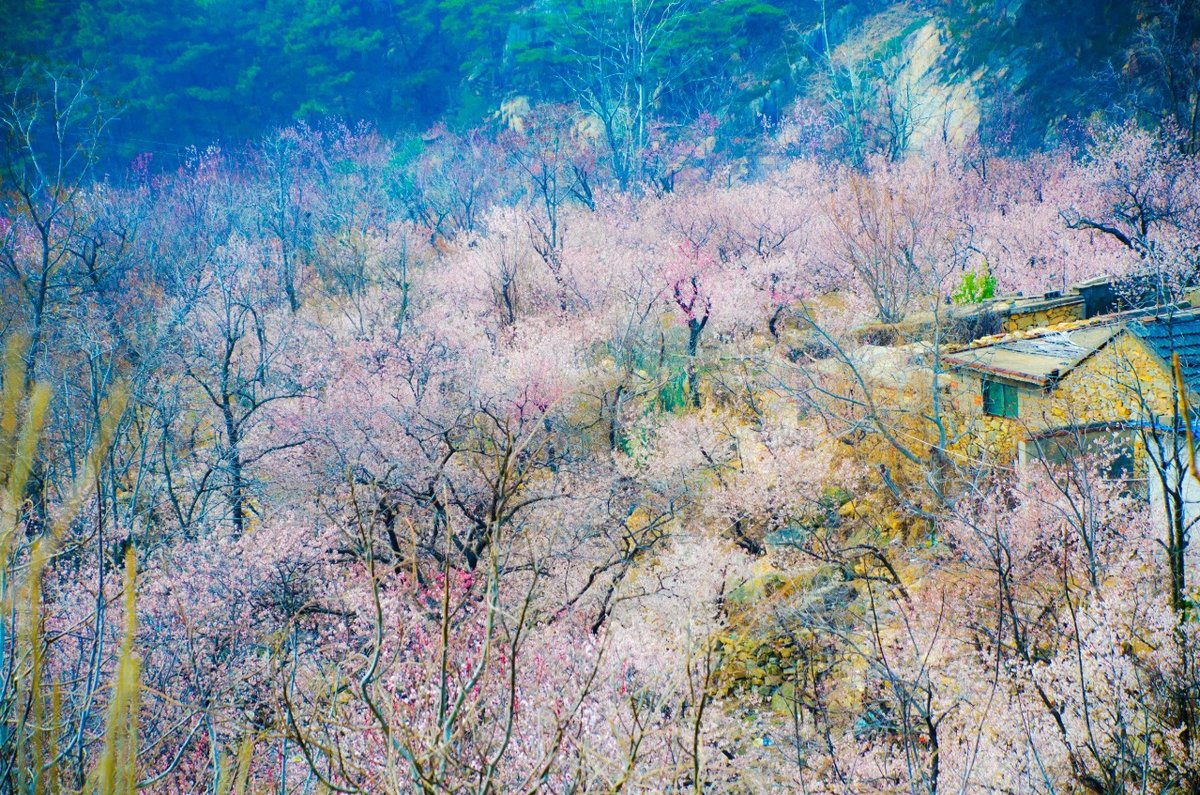 AmazingTaian's tweet photo. #Cherry flowers🌸🌸are competing to #bloom in the cherry orchard in #MountTai Scenic Area in #Taian, #Shandong province, creating romantic #spring scenery with snow-white and rosy pink #blossoms. #BeautifulTaian #TourTaian https://t.co/NUc9T4RtEn