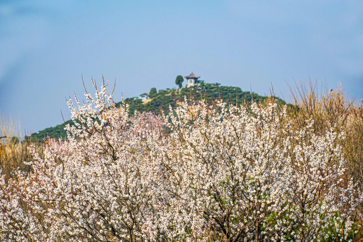 AmazingTaian's tweet photo. #Cherry flowers🌸🌸are competing to #bloom in the cherry orchard in #MountTai Scenic Area in #Taian, #Shandong province, creating romantic #spring scenery with snow-white and rosy pink #blossoms. #BeautifulTaian #TourTaian https://t.co/NUc9T4RtEn