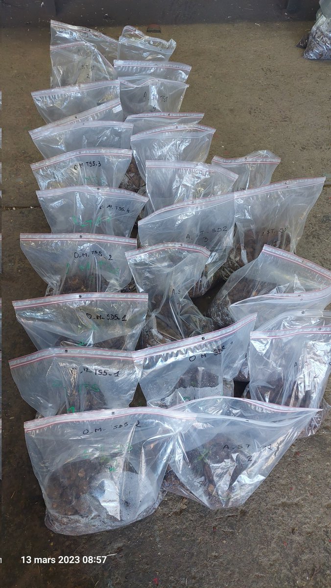 scordeau_inra's tweet photo. Campagne annuelle de prélèvement des sols par U2E/UP3R sur les 112 pts des 28 parcelles de @AbyPlateforme avec au programme cette année
➡️ microbiologie des sols avec @INRAE_GenoSol
➡️ stockage en pedotheque pour physico-chimie
➡️ stock semencier #adventice par @UMRAgroecologie https://t.co/bCb6rh8cdG