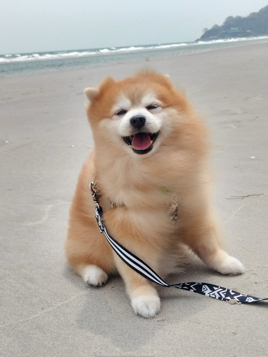 punjasit's tweet photo. สายลม แสงแดด ไม่อาจทำลายความฟินนนน..ขอป๋มได้ฮับ..🐕🐶🌴🌈🍃 https://t.co/b5nxU9BtfV